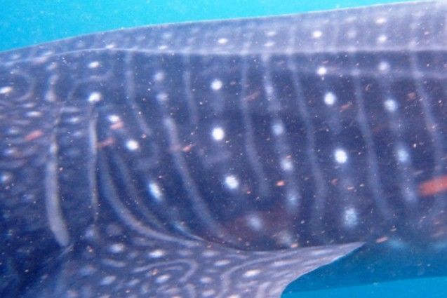 75faa009-0e41-4327-86f5-54256d56b904