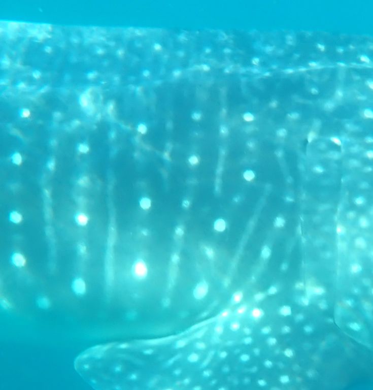 51c03f52-c4ed-4e33-a649-28bf2110a0e2