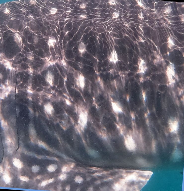 76659702-e1e1-4623-b30e-556e05342ef2