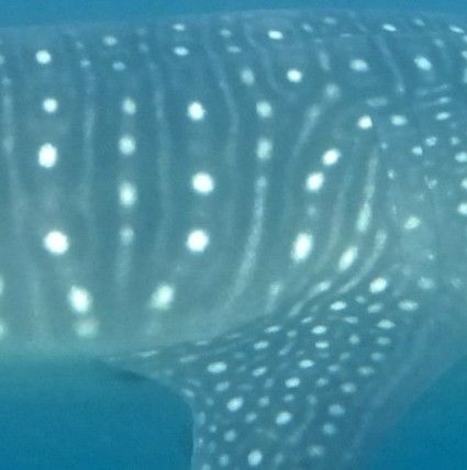 a8836d7b-037f-44dd-b30a-6a87ca04fd49