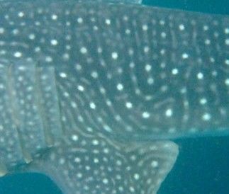 4bc4f798-8ae0-462d-9705-8d1f57e53514