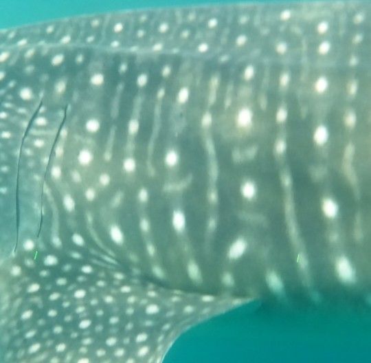 9811ad7d-0640-4c1c-ad82-861c12516c1e