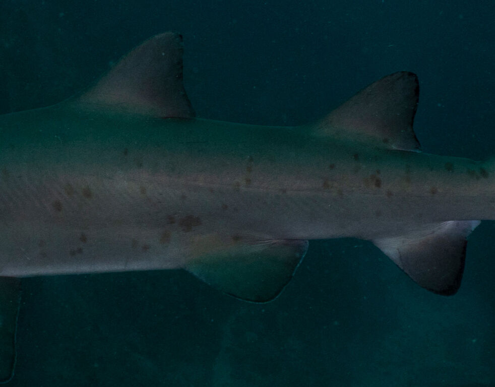 a8d9ea96-2f12-4445-a482-74925eb06fa9