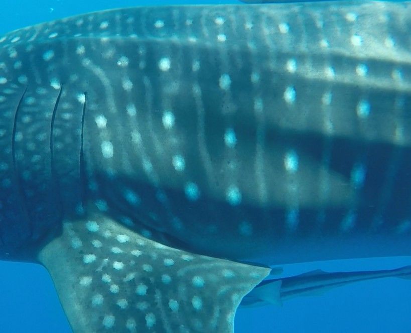 45dcd91b-af4d-4aac-884a-cf0884b83fca