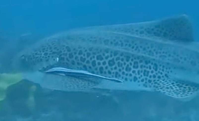 00474191-32ae-418b-a881-d50b263b2b95