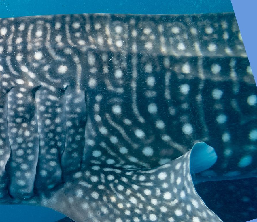 66e6ed77-f98c-49d5-b7e0-110328e40edb