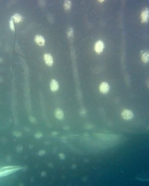 2f1472f5-b994-4fda-a097-4277eab7e675