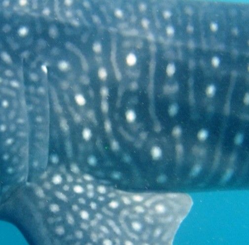 155138aa-15f2-46a4-9d20-0165604d92ca