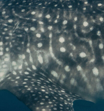 d332730a-81d4-4204-8e4c-1afcac5ae034