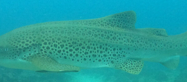 c0bd529d-f566-4e18-ab5e-e0db5e2885d9