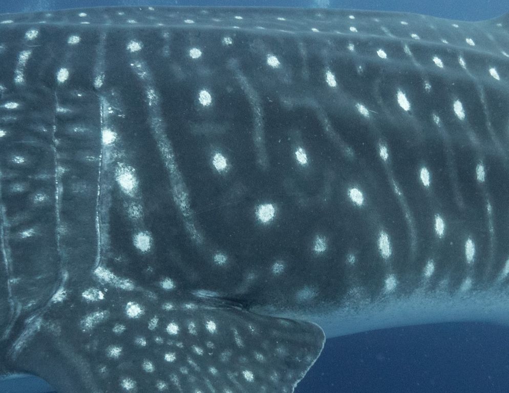 038f096e-941a-46b3-9671-8e965bb7301d