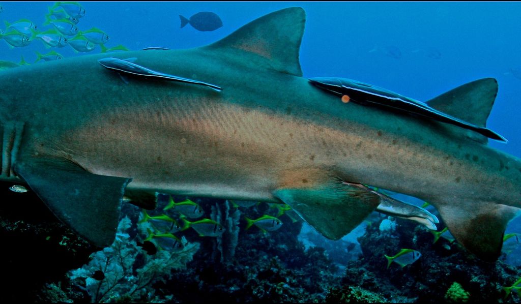 f16cc4c9-1f60-4345-994b-972f5cbd150b