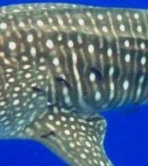 dc965002-c4bd-49a9-9dd5-72d4b1b6e3f0