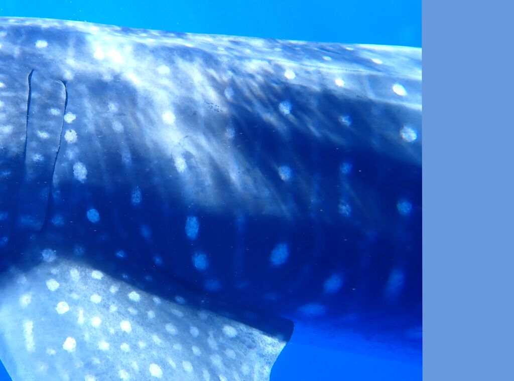 022d3cb1-a1d0-4eeb-b11d-246940483ba6