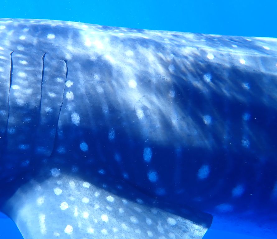 022d3cb1-a1d0-4eeb-b11d-246940483ba6