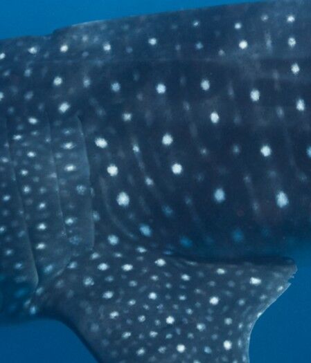 8178687b-509b-456c-96c0-45139cfd1e8a