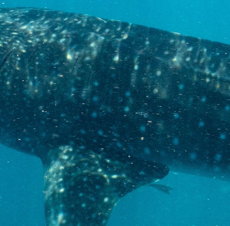 1e86a2cf-abc5-486d-bbfc-b3a9730b4864