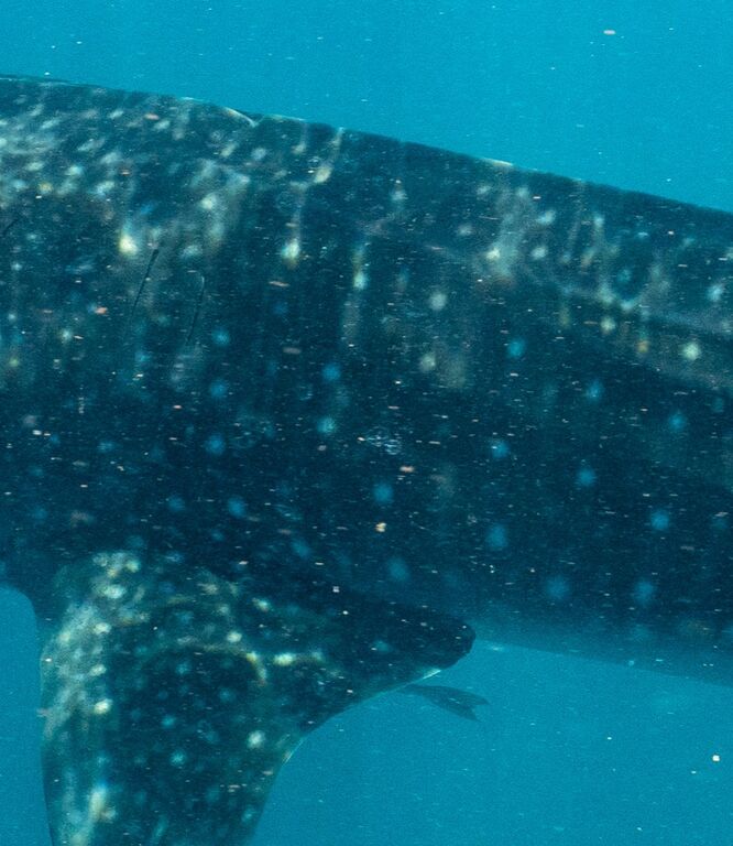 1e86a2cf-abc5-486d-bbfc-b3a9730b4864