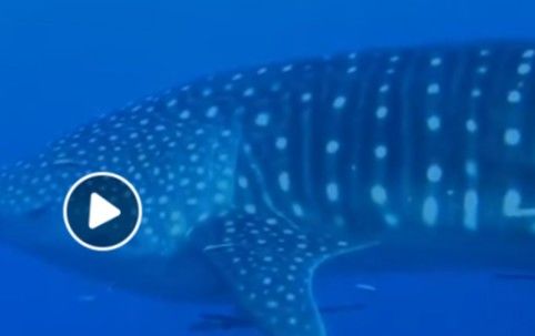 de297159-f24d-4e14-b945-783f731a19c7