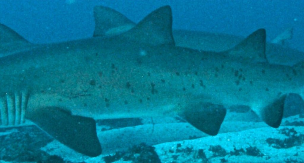 372ead7b-bcdf-4763-8bd2-2a5722b385de