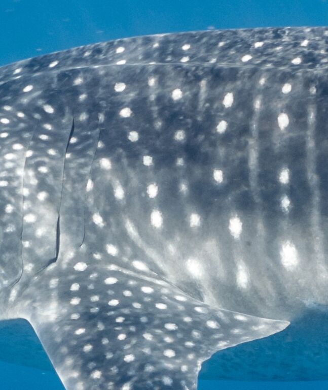 94e14605-cab9-4bce-8a1e-482d676d6e43