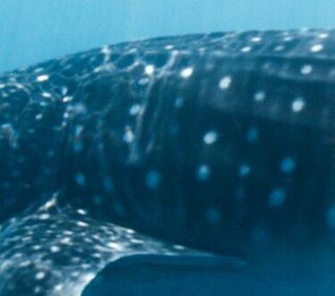 916dc8bb-48a9-4c18-984f-a39a0caab602