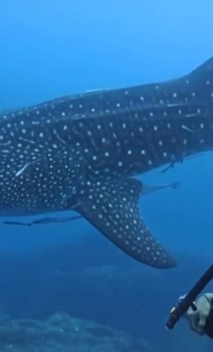 c49a8785-1db7-4e00-944a-5393db57e974