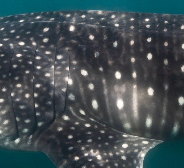 03d043a4-eb84-4b61-aac9-c77f42358f20