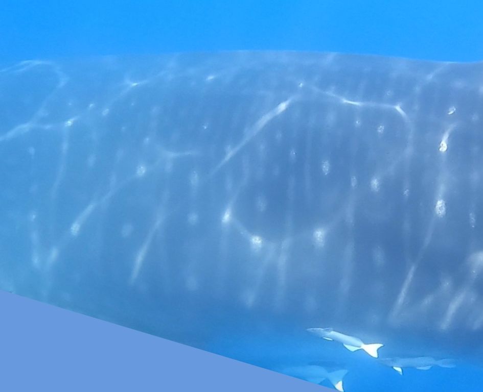 44e144cb-555c-41fa-aed1-d8470e7c6cf6