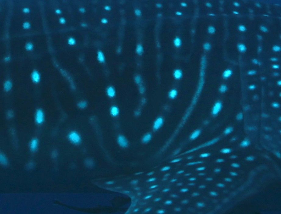 aa128390-5def-4c10-b1f0-6a9d7cd6b1e3