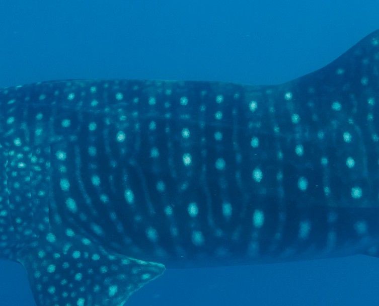 e94e84ad-541e-4ad9-bc84-46862edfe2a9