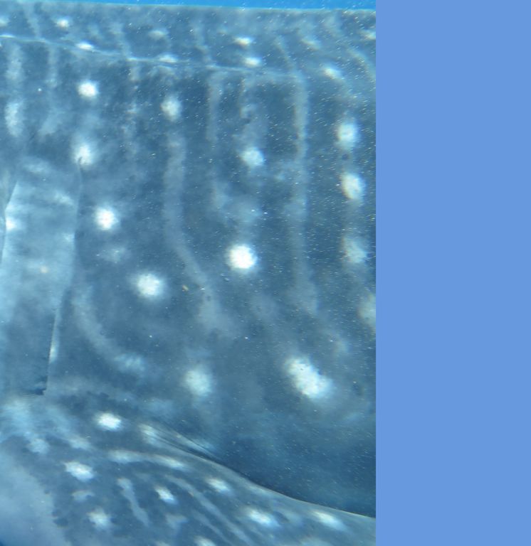 da726f62-2960-4897-9e82-5758f9b77159