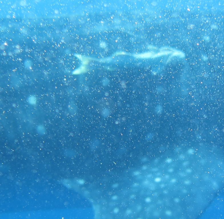 da726f62-2960-4897-9e82-5758f9b77159