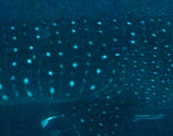 abf9988b-b720-451f-a1b4-85f286ca829a