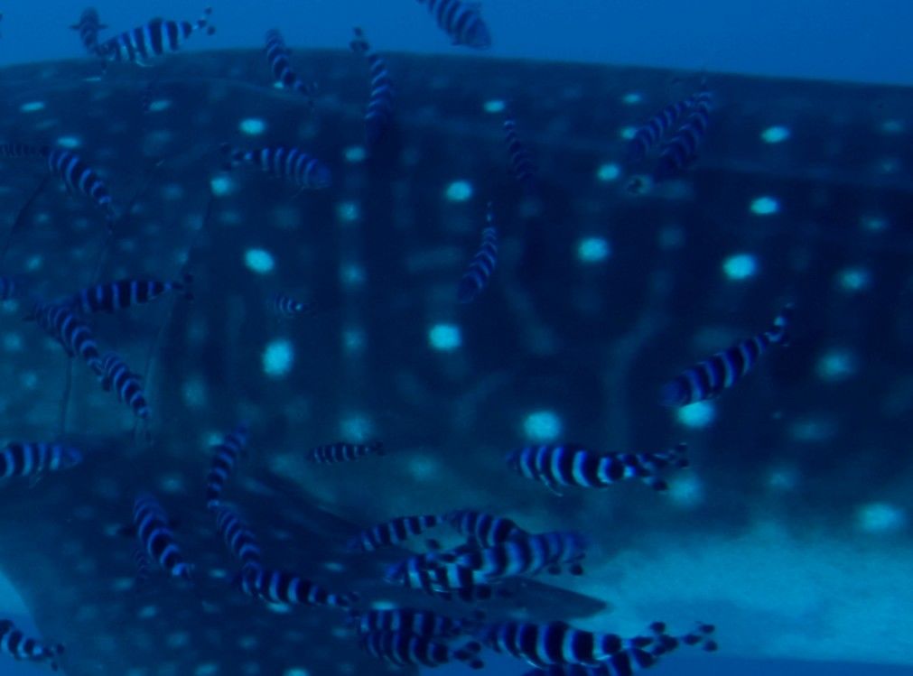 8261d656-730a-421a-8e34-19df2cdc0d20