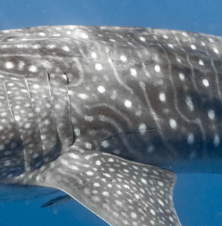 a8d75c44-8ac4-460d-9d88-3647bc272562