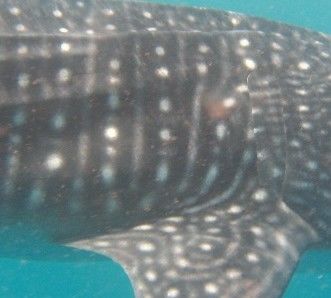 a2d1aba1-0b26-4f6e-8733-9d22e4c2d726