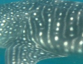 a2d1aba1-0b26-4f6e-8733-9d22e4c2d726