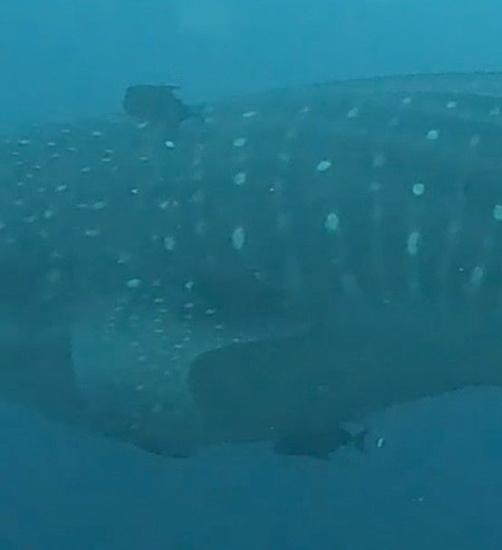 7a2d4882-e06a-4515-811a-ad55b73b4d64