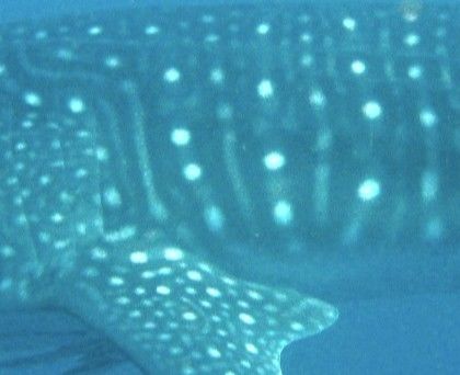 dbc2a60e-da69-4703-9d35-a3a25bc88ba8