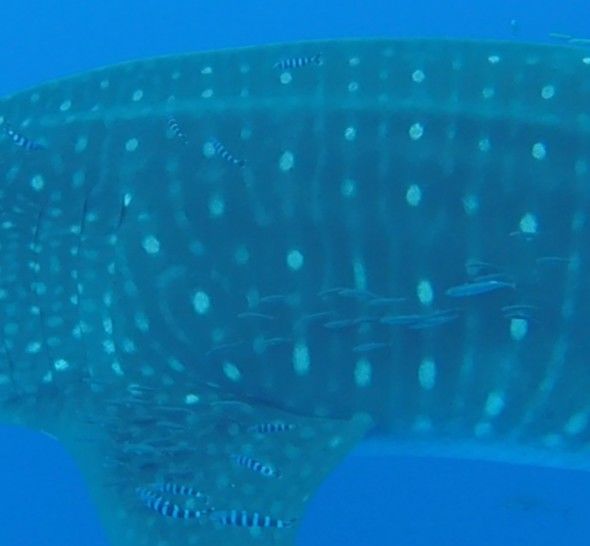 cba20d19-bffd-4adf-96d0-f11f90bd7d9b