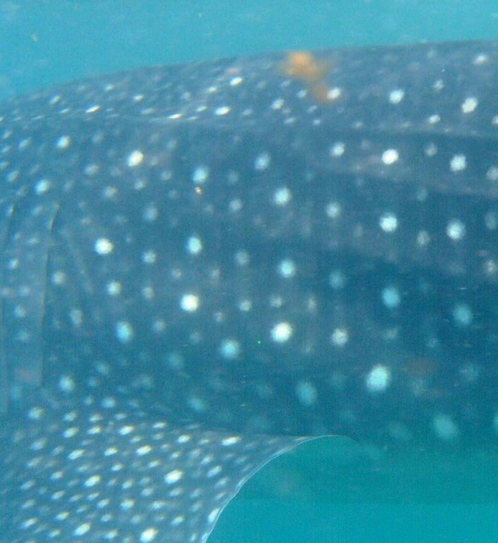 a0a10243-7aaf-4e6c-8b83-a64ada0439c2