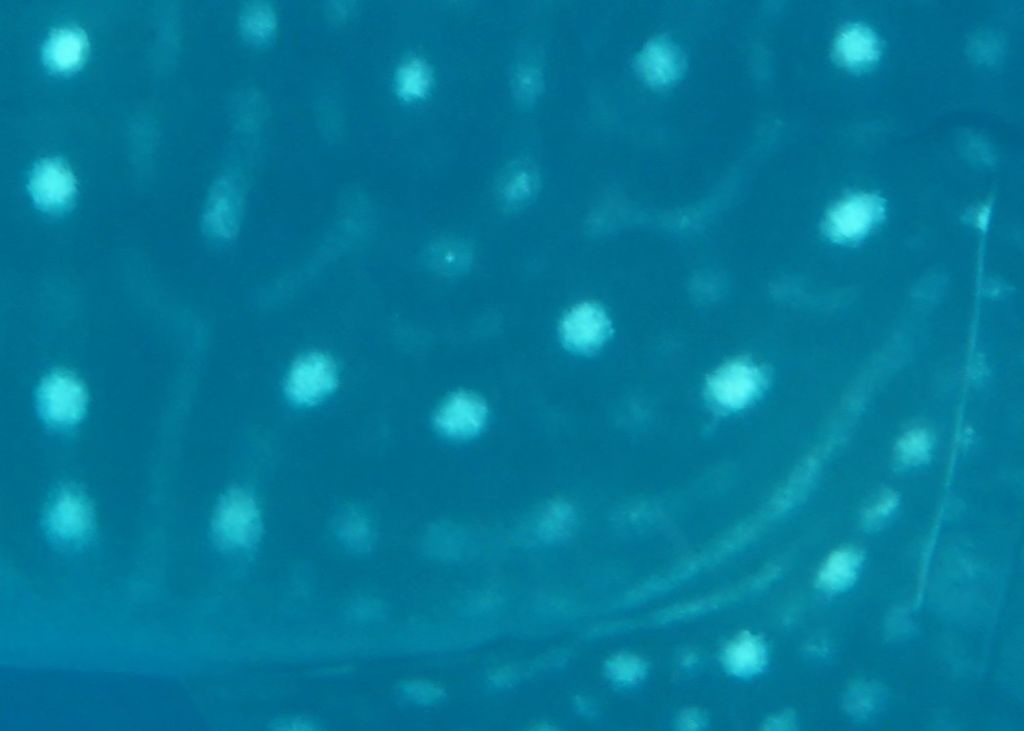 f4ca3c09-52ef-49b1-b5cd-afe4d579da2a