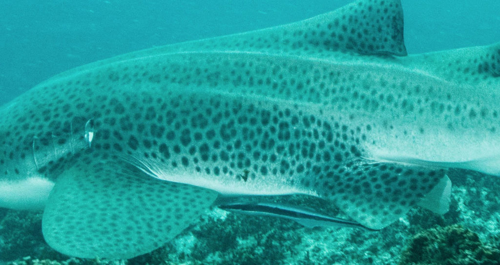 00474191-32ae-418b-a881-d50b263b2b95