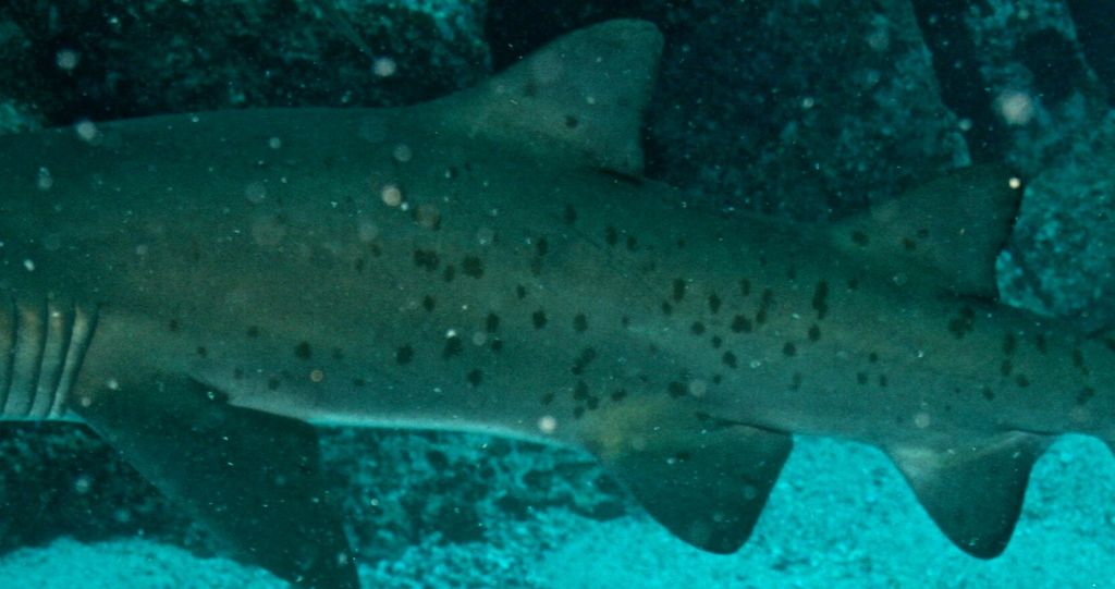 5ed39bdf-9618-4d29-b89e-677fc9138711