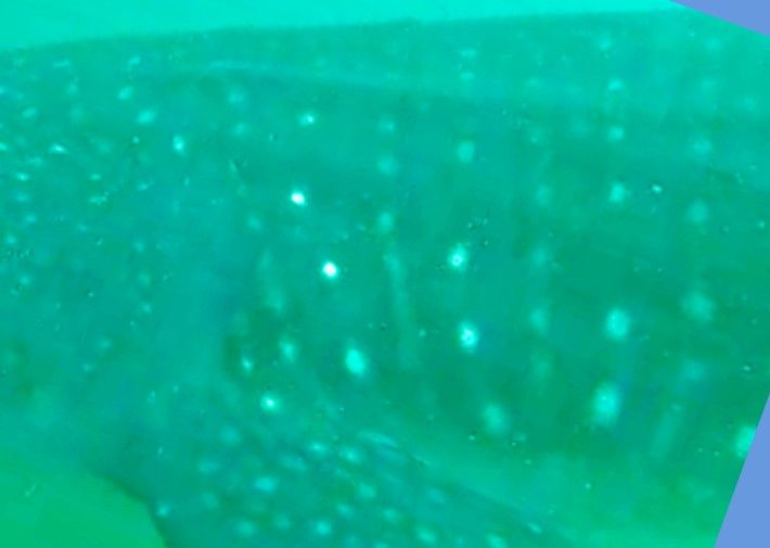 e05f2843-1b09-4b7e-aa1a-a8a5bf4f62f4