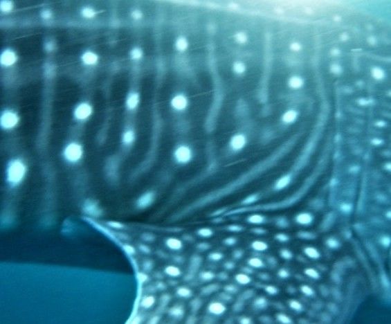 4ea708e4-4936-4e6b-ad28-968820f4181d