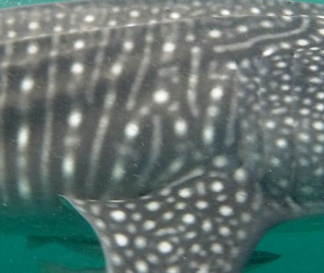 036a527c-9322-4486-9242-0f2e673d24f8