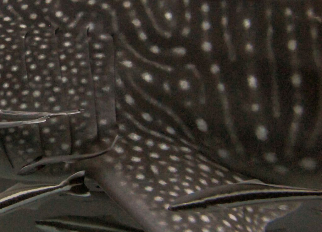 ad859d07-6a6f-4e85-a992-f886b0f613d1