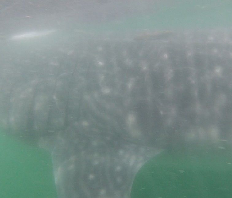 8398cf19-f1ba-4835-9dbd-77f9a0dd73d3